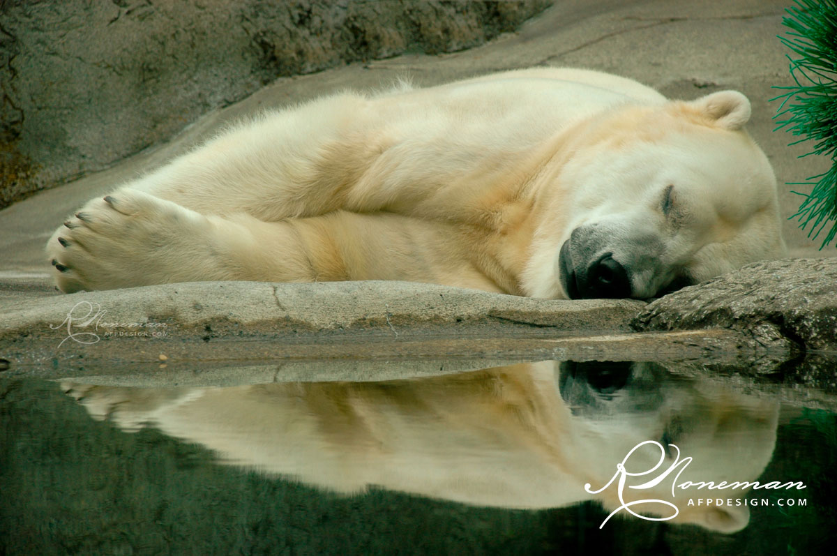 Polar bear napping with reflection in water